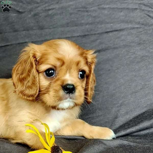 Miss Holly, Cavalier King Charles Spaniel Puppy